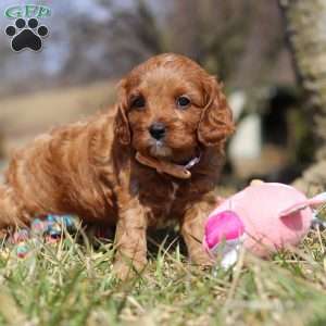 Phoenix, Cavapoo Puppy